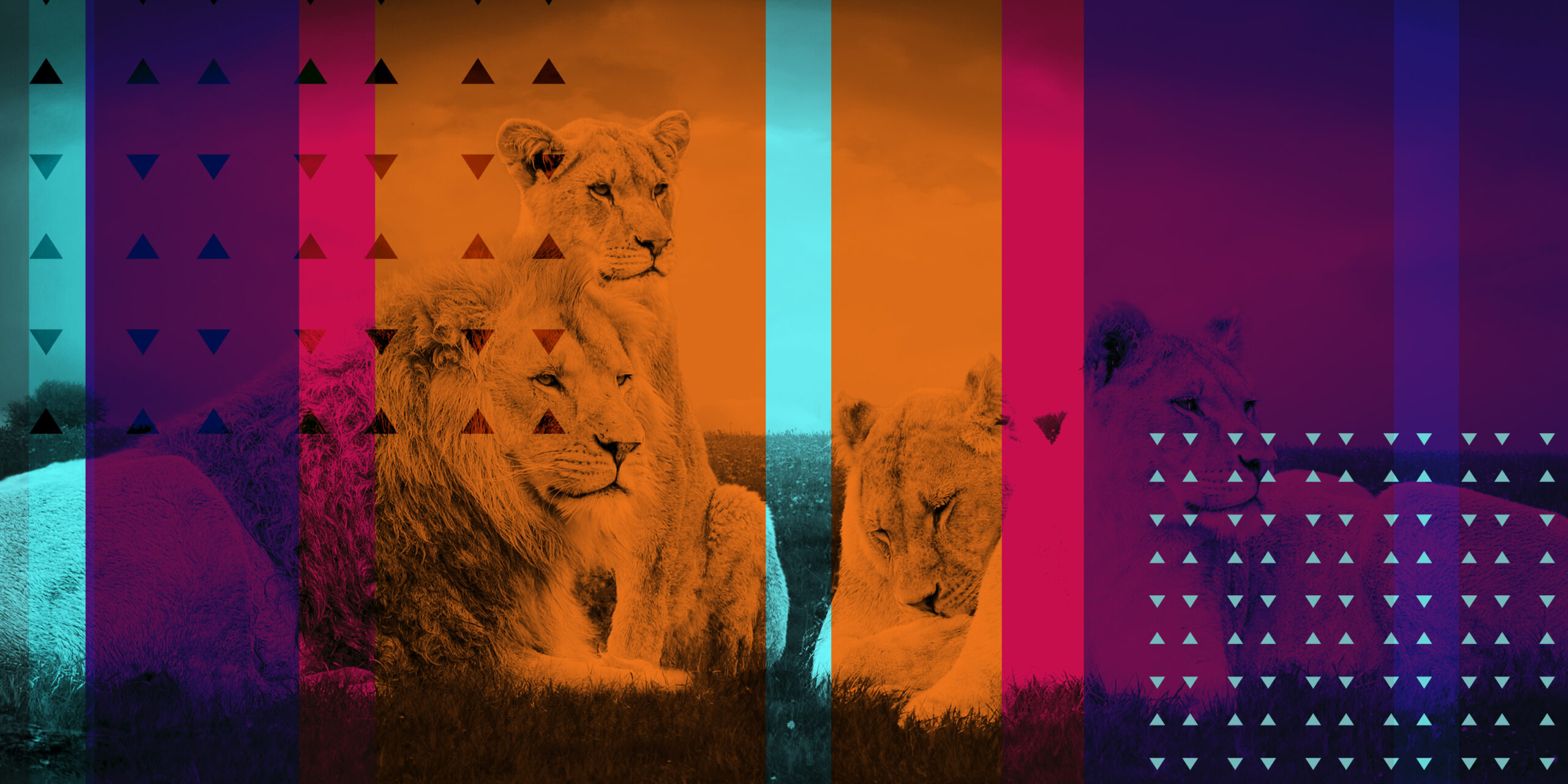 Image of three lions with a multicolored overlay
