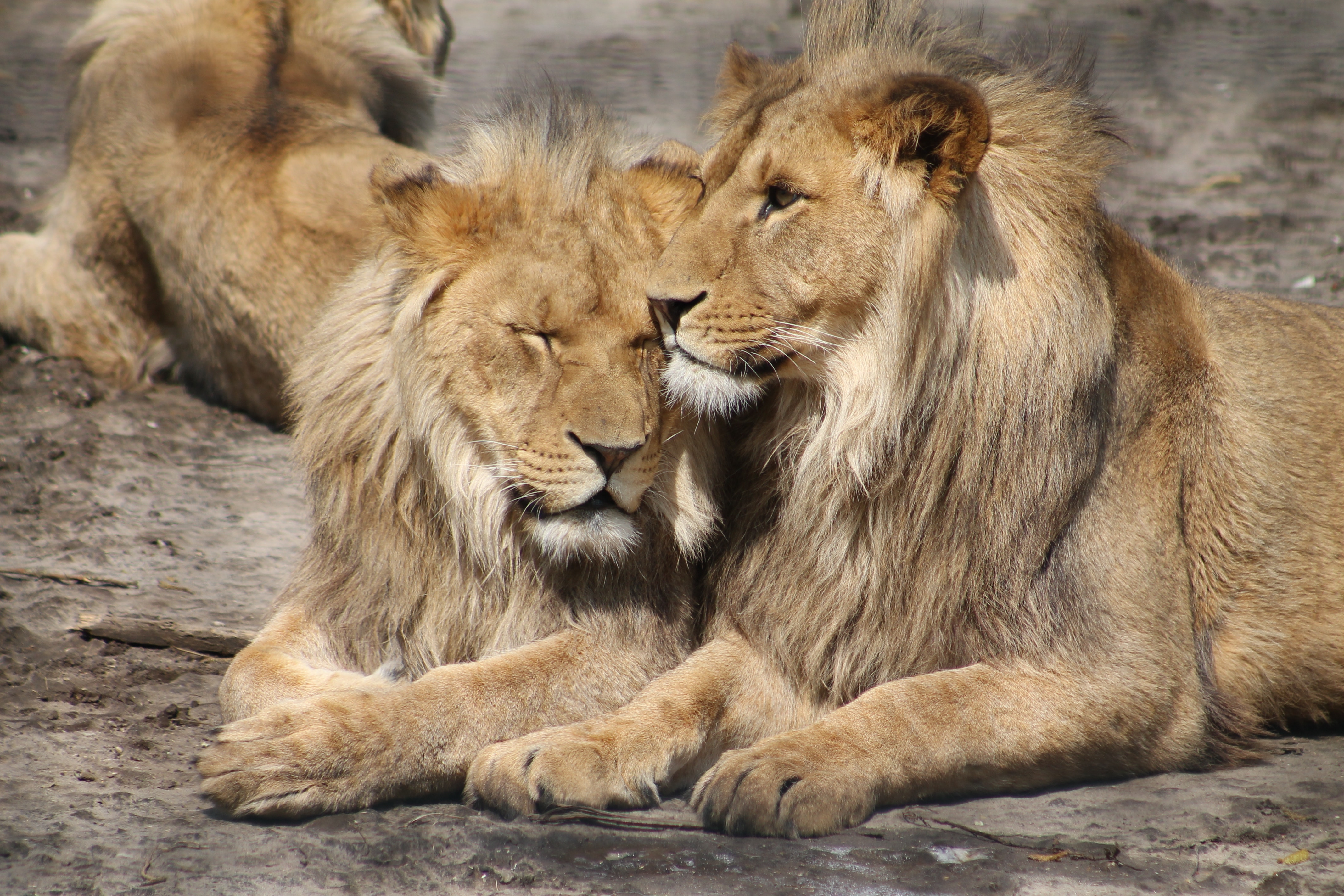 Two lions snuggling