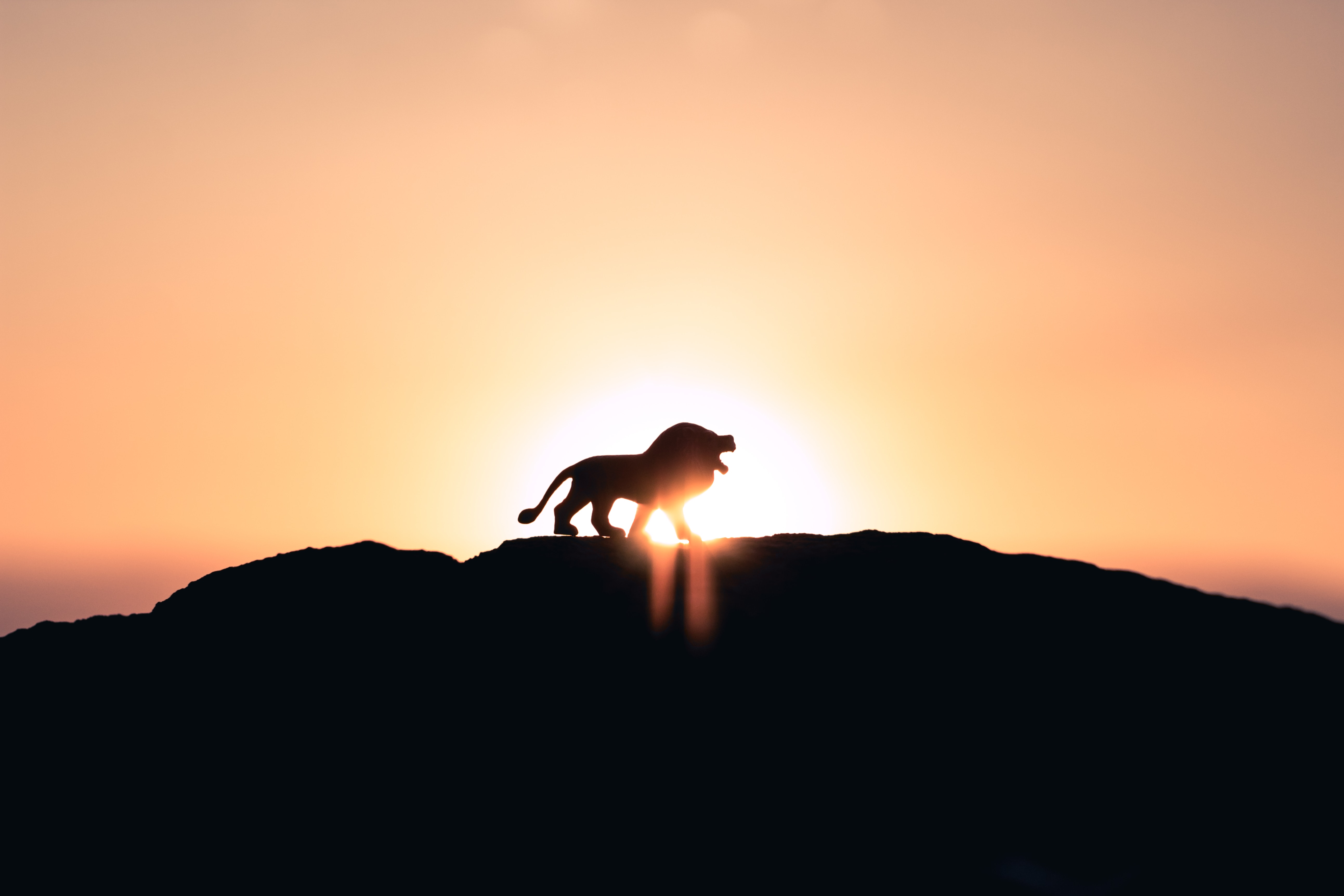 Silhouette of lion roaring at sunset