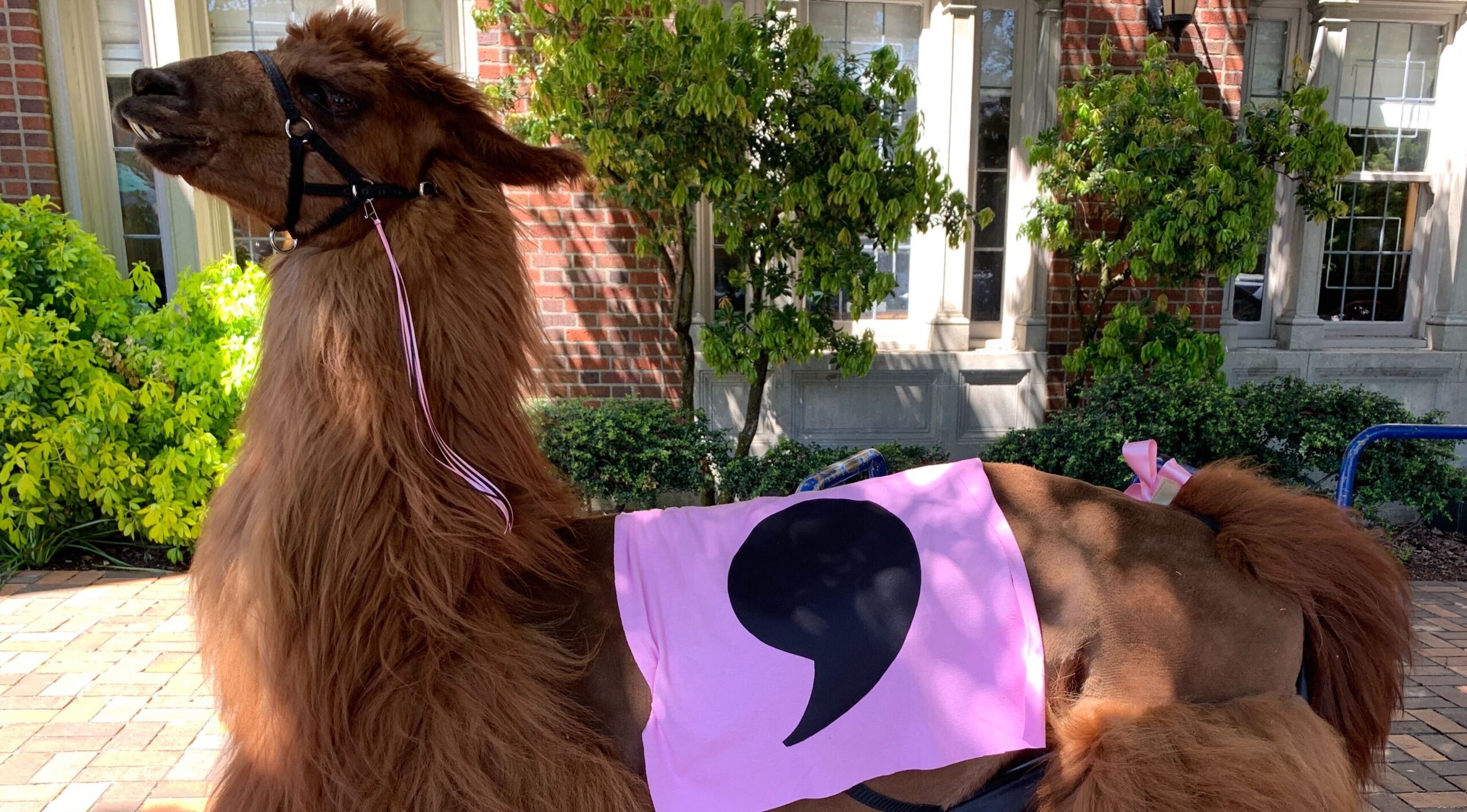 Llama posing with pink cape with comma icon