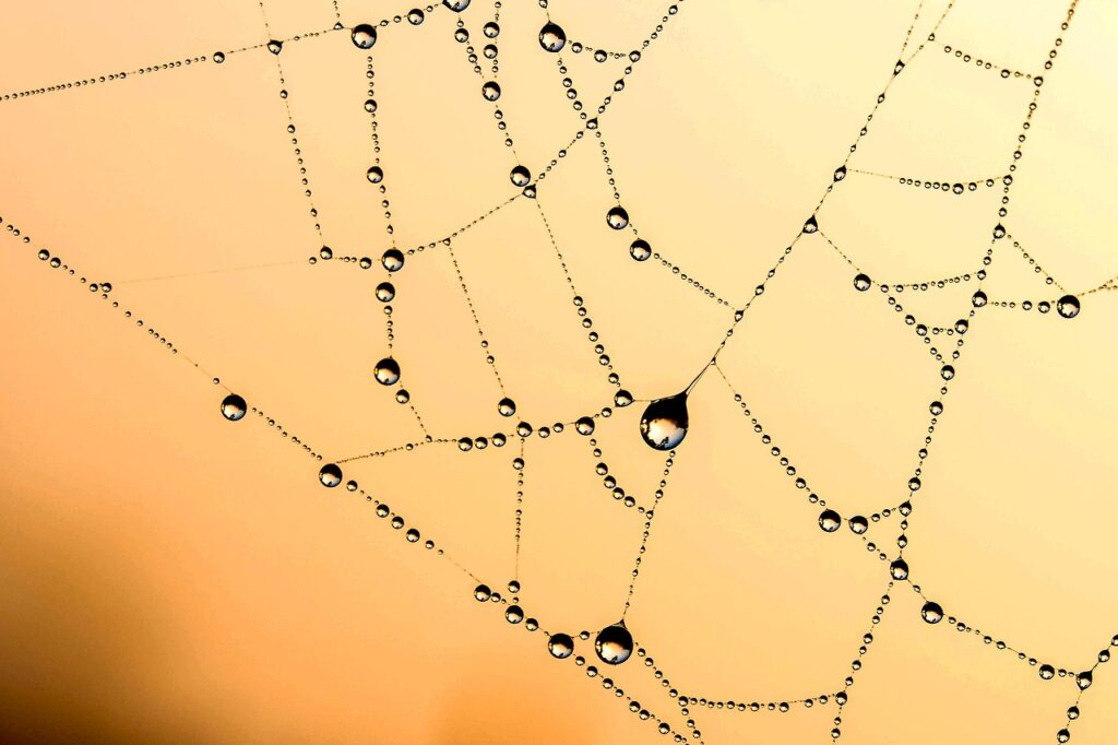 cobweb closeup