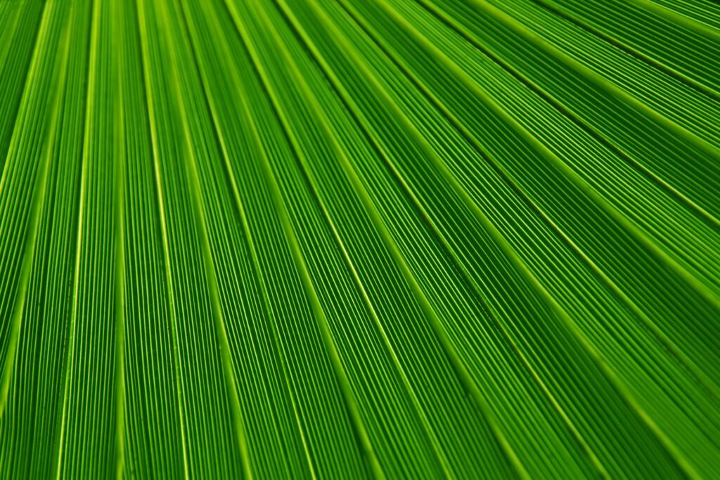 Close-up of a vibrant green leaf showing fine parallel veins that create a striped, radiating pattern across the surface.