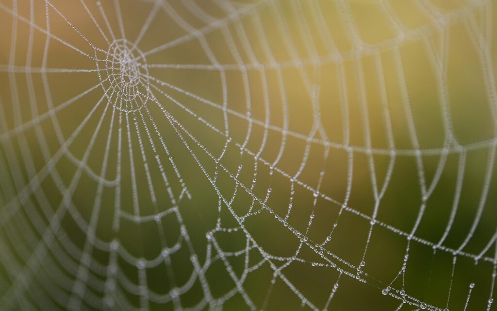 Spider web closeup