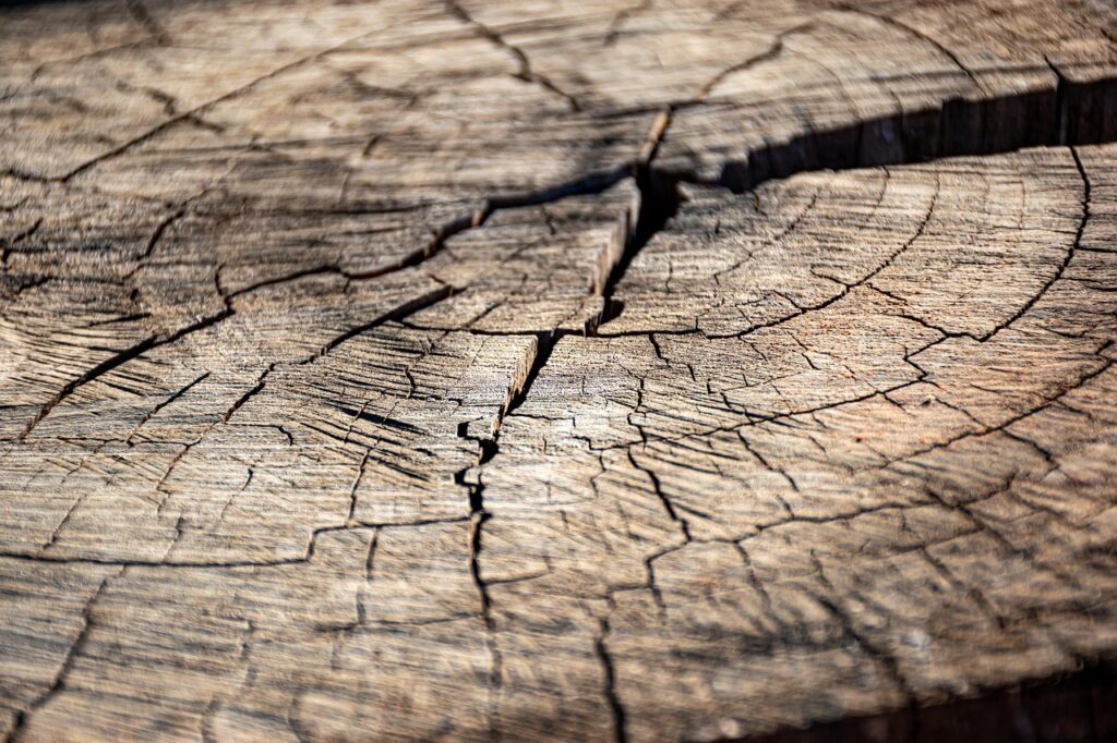 Close-up of weathered wood showing deep cracks and growth rings across the surface.