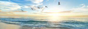 Ocean beach at sunrise with seagulls in flight over gentle waves and sandy shore