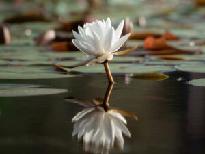 A white water lily rises on a short stem above dark, still water, its reflection mirrored below, with lily pads and rust-colored leaves blurred in the background.